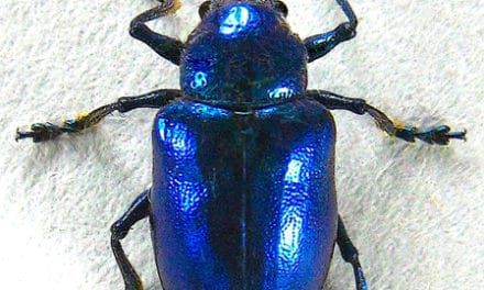 Bug Wild-The Cobalt Milkweed Beetle