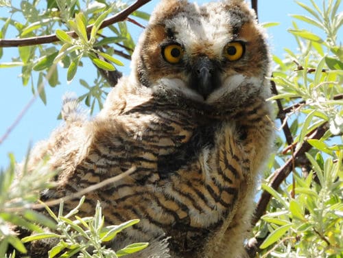 Critters- The Great  Horned Owl