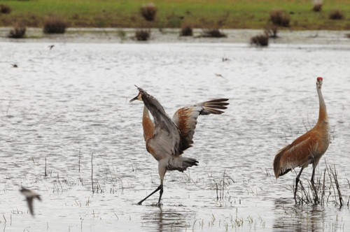 The Dancing Sandhill Cranes