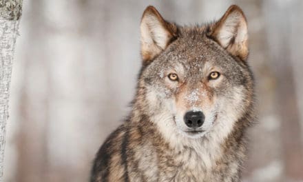Wolves Return To Northern California-Shasta & Lassen Packs Confirmed