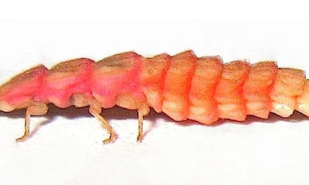 California’s Pink Glowworm