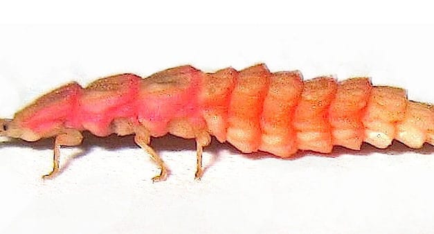 California’s Pink Glowworm