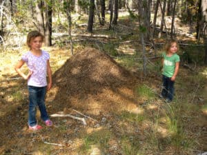 Red Mound Ant Nest
