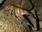 Shasta Crayfish