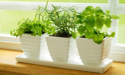 Grow A Kitchen Herb Garden