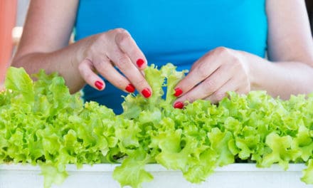 Plant A Growing Salad Bowl