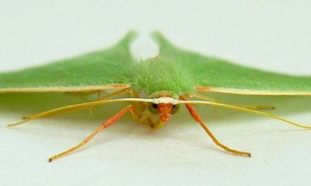 Emerald Moths