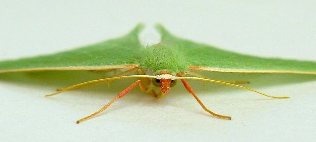 Emerald Moths