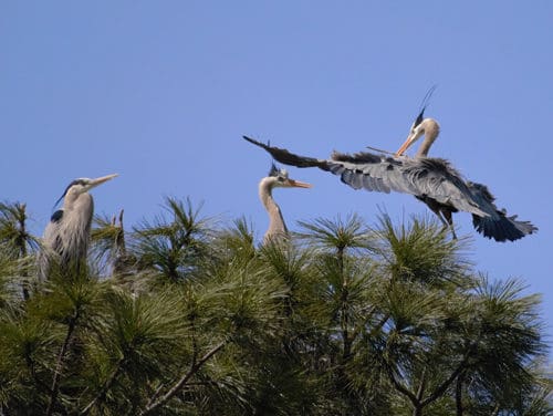 The Great Blue Heron Rookery