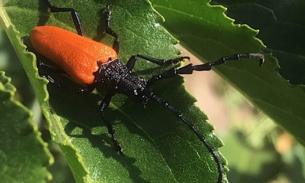 Our Elderberry Longhorn Beetles By: Jim Moore, Insect Naturalist –