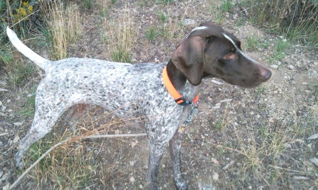 McDermitt, Nevada – Hunting Hungarian Partridge