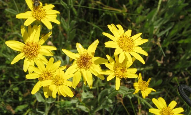 Always There, But Finally Encountered The Cordillerian Arnica