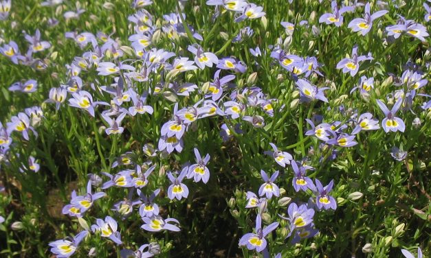 Bach’s Calico Flower  A Wetland Beauty