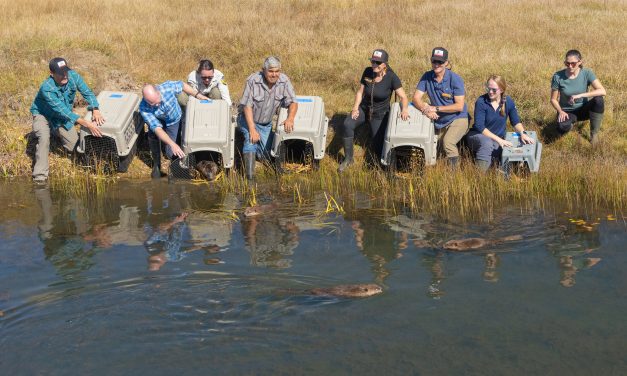 Beavers Released In Plumas County