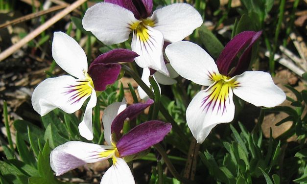 The Great Basin Violet