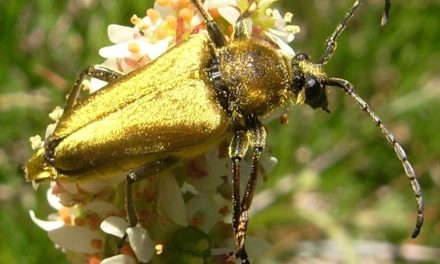 The Yellow Velvet Longhorn Flower Beetle